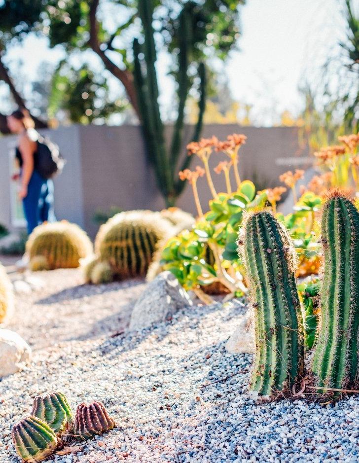 Cactus & Natural Plants on campus